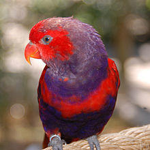 Eos squamata -captive-8a-2c.jpg
