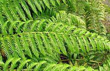 Lophosoria quadripinnata-pinna.JPG