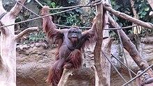 Muenster Orang Utan, Allwetterzoo Muenster (16568187058).jpg