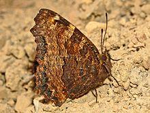 Nymphalidae - Nymphalis polychloros-001.JPG