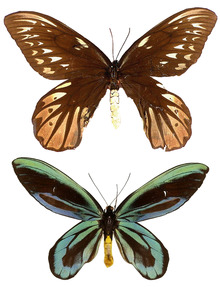 Ornithoptera alexandrae.png