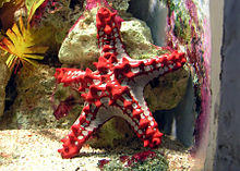 Red-knobbed starfish