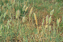 Starr 990514-0703 Polypogon interruptus.jpg