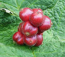 Triosteum himalayanum4 ies.jpg