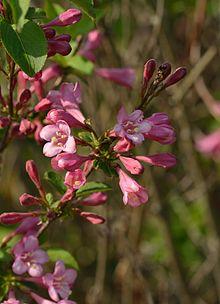 Weigela florida BG Tallinn.jpg