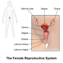 Blausen 0399 FemaleReproSystem 01.png