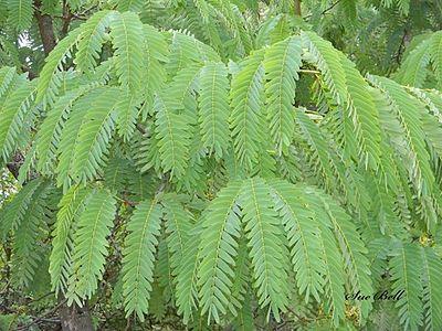 Brachystegia boehmii03.jpg