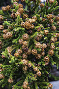 Athrotaxis selaginoides with strobili.jpg