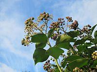 29151224Hedera helix1.jpg