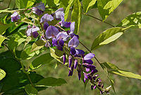 Glycine grappe FR 2012.jpg