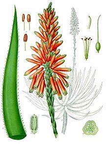 Aloe succotrina - Köhler–s Medizinal-Pflanzen-007.jpg