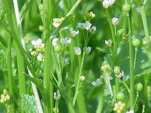 Crambe abyssinica0.jpg