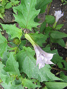 Datura stramonium 2 (2005 07 07).jpg