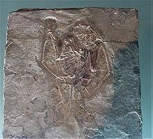 Dendrorhynchoides-Geological Museum of China.jpg