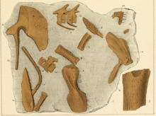 Diplovertebron Fritsch small slab.png