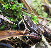 DirkvdM frog santa fe.jpg