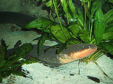 Electric-eel.jpg