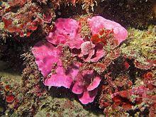 Hapalidiaceae - Mesophyllum expansum.JPG