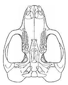 Lambdopsalis bulla ventral view.jpg