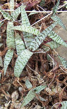 Ledebouria socialis2.jpg