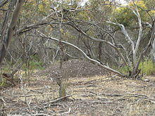A large pile of bare earth stands amidst pale tree trunks, bleached grass and fallen sticks.