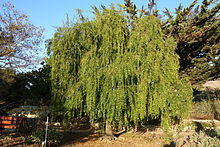 Maytenus boaria - San Luis Obispo Botanical Garden - DSC05987.JPG