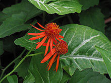 Mexican Flame Vine 9435.jpg