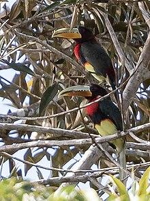 Pteroglossus mariae - Brown-mandibled Aracari; Beruri, Amazonas, Brazil.jpg