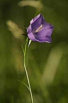Stor blåklocka.Campanula persicifolia.jpg
