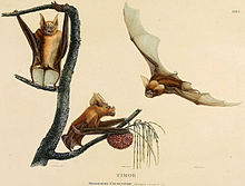 Timor roundleaf bat.jpg