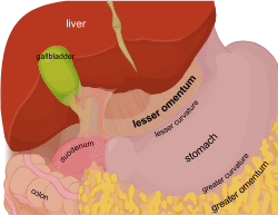 Lesser omentum EN.svg