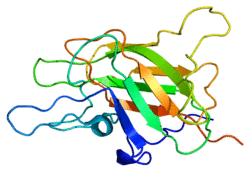 Protein F5 PDB 1czs.png