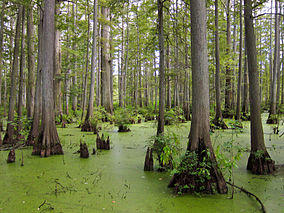 Heron Pond in Cache River State Natural Area.jpg
