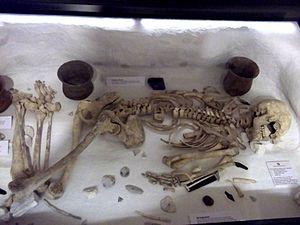 Amesbury Archer - Salisbury and South Wiltshire Museum.jpg
