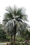Latania loddigesii 8zz.jpg