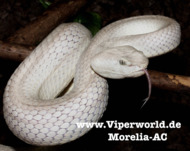 Parias mcgregori.png