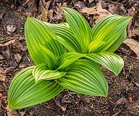 Blad van Veratrum nigrum.jpg