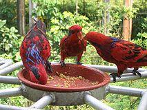 Blue-streaked Lory (Eos reticulata).jpg