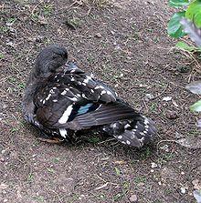 African Black Duck.jpg