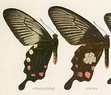 Atrophaneura schadenbergi (Semper, 1891).jpg