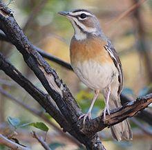 Cercotrichas barbata, Cuchi, Birding Weto, a.jpg