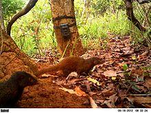 Dologale Dybowskii - Chinko Project Area - 20120516.jpg