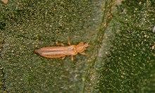 Frankliniella occidentalis 5364132-LGPT.jpg