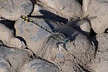 Gomphurus lynnae.jpg