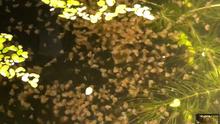 Guppy Food - Daphnia Magna.png