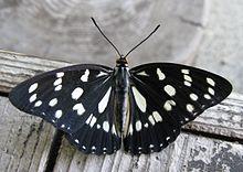 Hestina persimilis japonica2.jpg