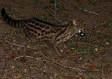 Panther Genet (Genetta maculata) (30556229264).jpg