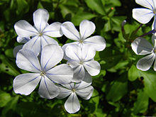 Plumbago.jpg