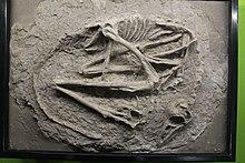Sinovenator-Tianjin Natural History Museum.jpg