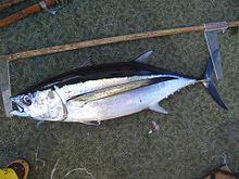Thunnus alalunga 2.jpg